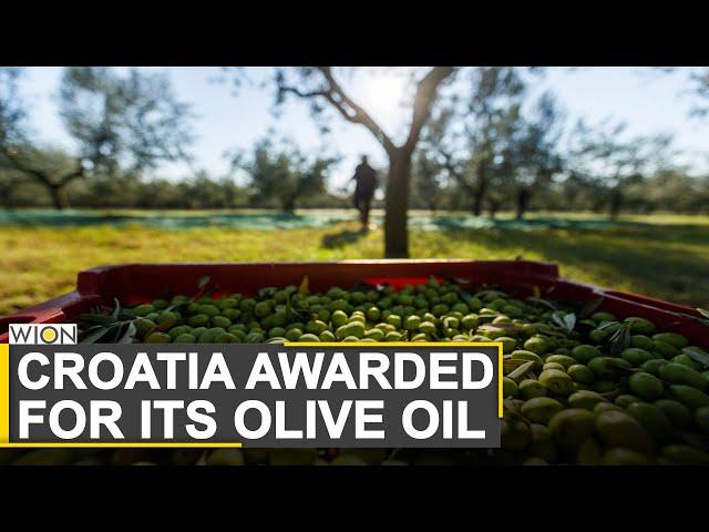 Croatia's Istria is now producing some of the world's best olive oil | World News | WION News