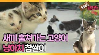 [TV 동물농장 레전드] ‘새끼 훔쳐가는 냥아치, 찹쌀이!’ 풀버전 다시보기 I TV동물농장 (Animal Farm) | SBS Story