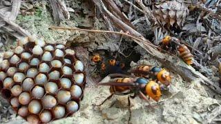 WASP HIVE REMOVAL,VESPA MANDARINIA,MURDER HORNET NEST REMOVAL,ASIAN GIANT WASP QUEEN INFESTATION