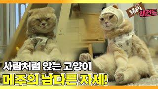 [TV 동물농장 레전드] ‘남다른 자세의 고양이, 메주’ 풀버전 다시보기 I TV동물농장 (Animal Farm) | SBS Story