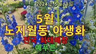 24년5.13) 5월 전국최대 노지월동 야생화 매장 예푸른