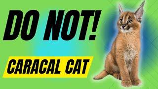 7 कारणों से आपको कैराकल बिल्ली नहीं पालनी चाहिए