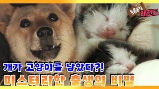 [TV 동물농장 레전드/SUB] ‘개가 고양이를 낳았다? 출생 미스터리의 진실!’ 풀버전 다시보기 #TV동물농장 #AnimalFarm #SBSstory