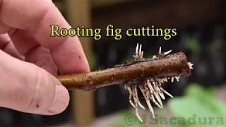 Rooting fig cuttings - Enraizar estacas de figueira - Enraizar esquejes de higuera