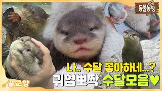 [꿀교양] 나.. 수달 좋아하네? 큐티뽀짝 동물농장 수달 모음 I TV동물농장 (Animal Farm) | SBS Story