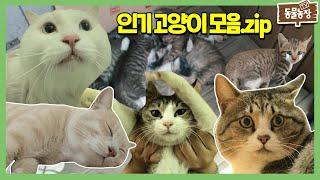 동물농장 인기 짱 고양이 고양이 최고야 고양이 사랑해 I TV동물농장 (Animal Farm) | SBS Story
