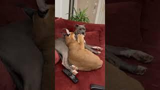 caracal vs dog //please subscribe  #cat #catlover #caracal