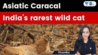 Asiatic Caracal | India’s rarest wild cat | Explained by Vironika
