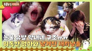 [TV 동물농장 레전드] 세상에서 가장 따듯했던 막내네 구조 3일 위독한 엄마와 남겨진 새끼 냥이들 I TV동물농장 (Animal Farm) | SBS Story