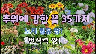 추위에 강한 꽃 35가지 노지월동 짱! 번식력 짱!