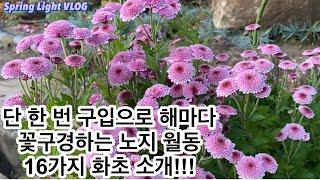 봄빛가드닝- 한번 정원에 심으면 해마다 꽃구경하는 노지월동 화초를 소개합니다!!!/가드닝/정원꾸미기/정원가꾸기