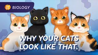 Why Your Cat Looks Like That: Genetics: Crash Course Biology #31