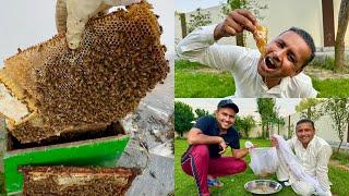 Becoming a Beekeeper | My First Honey Harvest | How Much Honey You Can Get From 1 Box ️