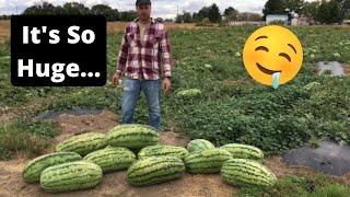 Massive 55 Pound Watermelon Goes VIRAL