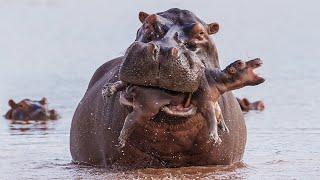 35 Moments! Saddest Mother Hippo Documentary Story | Wild Animal