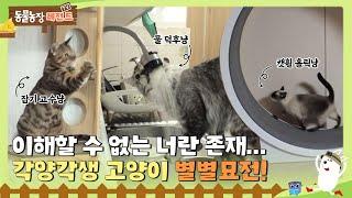 [TV 동물농장 레전드] 이해할 수 없는 너란 존재... 각양각색 고양이 별별묘전 I TV동물농장 (Animal Farm) | SBS Story