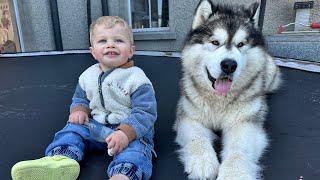 Adorable Baby Boy And Husky Love The Trampoline! (Cutest Ever!!)