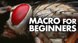 Macro Photography for Beginners – Complete Tutorial