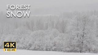 4K HDR Forest Snow - Peaceful Snowing - Relaxing Winter Ambiance - Heavy Snowfall - Snowy Trees