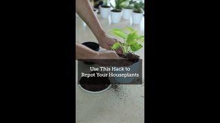 Repot Your Houseplants with this Simple Hack