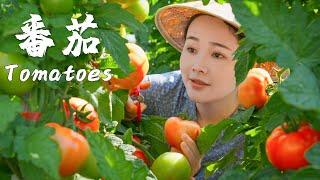 番茄——蔬菜界的白月光，水果界的意难平【滇西小哥】