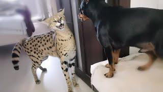 Serval and pincher sort things out/Serval meows