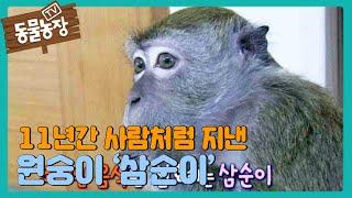 11년간 사람처럼 지낸 재간둥이 원숭이 ‘삼순이’ I TV동물농장 (Animal Farm) | SBS Story