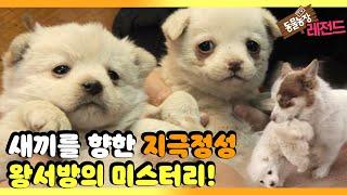 [TV 동물농장 레전드] ‘새끼 물어온 개, 왕서방의 미스터리!’ 풀버전 다시보기 I TV동물농장 (Animal Farm) | SBS Story