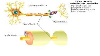 Factors that affect conduction rates (myelination, axon diameter & temperature)